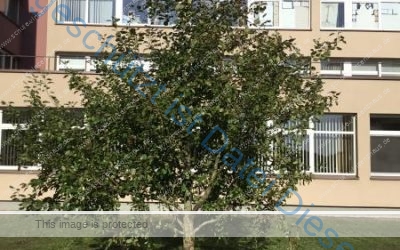 Schüler besuchen Partnerschule in Litauen