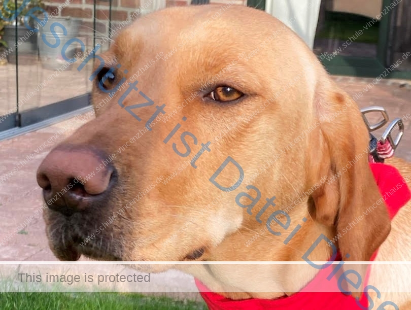 Neue „Kollegin“ im Vincenzhaus